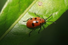 Lemini