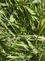 Pilosella caespitosa