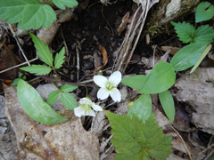 Cardamine diphylla