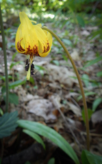 Erythronium umbilicatum