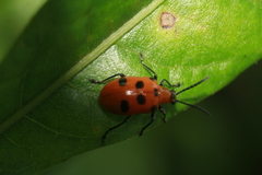 Lemini