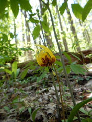 Erythronium umbilicatum
