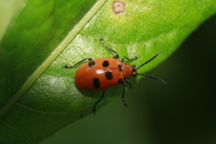 Lemini