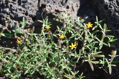 Pectis multiflosculosa