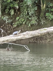 Rhinoclemmys funerea