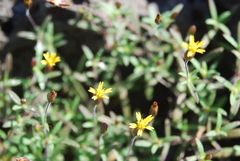 Pectis multiflosculosa