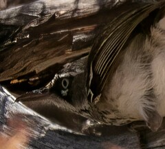 Sericornis maculatus