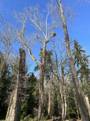 Haliaeetus leucocephalus