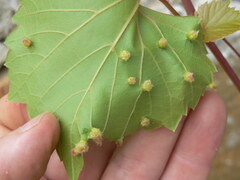 Daktulosphaira vitifoliae