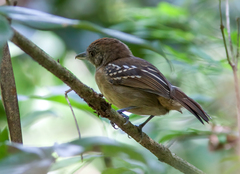 Thamnophilus atrinucha