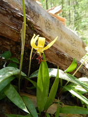Erythronium umbilicatum