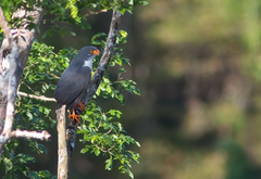 Leucopternis semiplumbeus