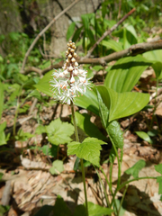 Tiarella cordifolia