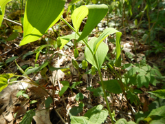 Polygonatum