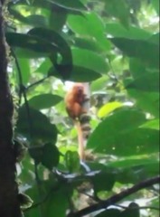 Leontopithecus rosalia