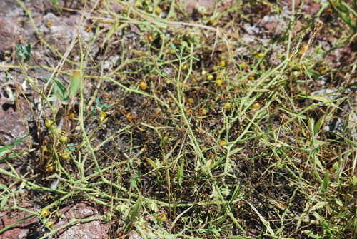 Image of Solanum cheesemanii by (c) Loren Cassin Sackett, some rights reserved (CC BY)
