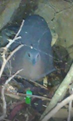 Crypturellus obsoletus