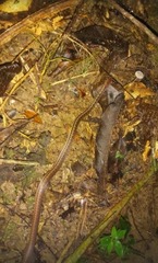 Echinanthera cephalostriata