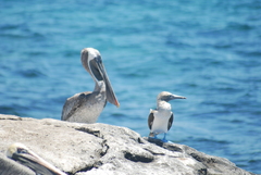 Pelecanus occidentalis urinator