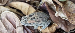 Sclerophrys gutturalis