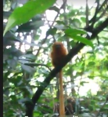 Leontopithecus rosalia