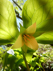 Trillium