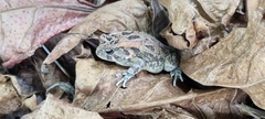 Sclerophrys gutturalis