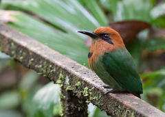 Electron platyrhynchum