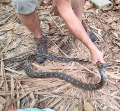Python natalensis