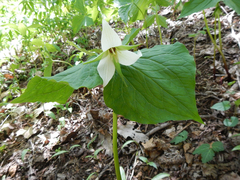 Trillium