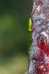 Anolis viridius