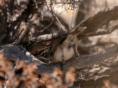 Sericornis maculatus