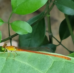 Ceriagrion