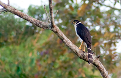 Micrastur semitorquatus