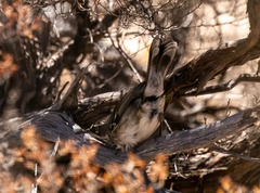 Sericornis maculatus