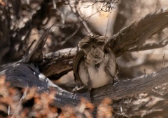 Sericornis maculatus