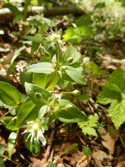 Stellaria pubera