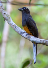 Trogon chionurus