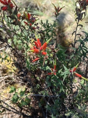 Castilleja subalpina