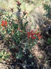 Castilleja subalpina