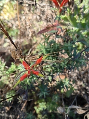 Castilleja subalpina