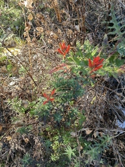 Castilleja subalpina