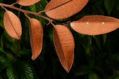 Chrysophyllum oliviforme