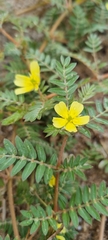 Tribulus terrestris image