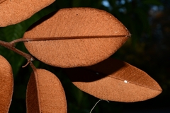 Chrysophyllum oliviforme