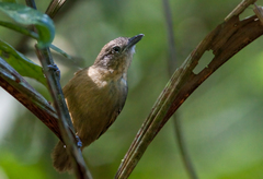 Epinecrophylla fulviventris