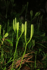 Diphasiastrum thyoides