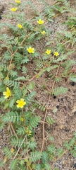 Tribulus terrestris image