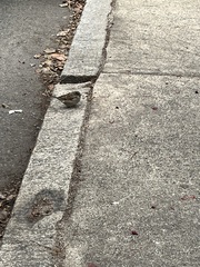 Passer domesticus