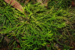 Diphasiastrum thyoides